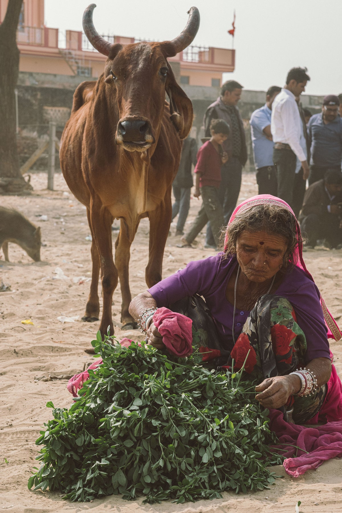 WOMAN OF PUSHKAR MARKET II